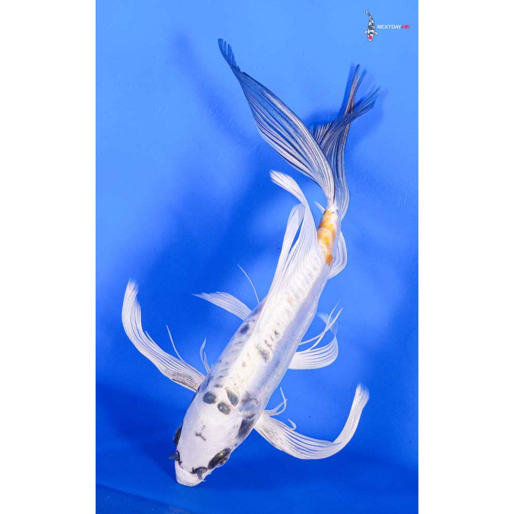 9” Imported Heisei Nishiki Butterfly Koi