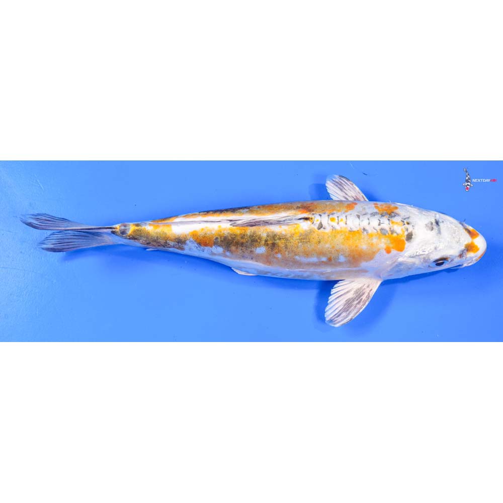 9” Imported Kin Kikokuryu