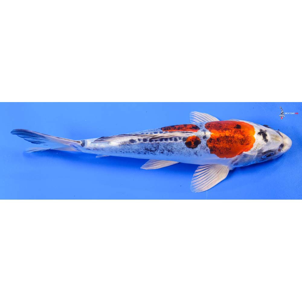 9” Imported Heisei Nishiki
