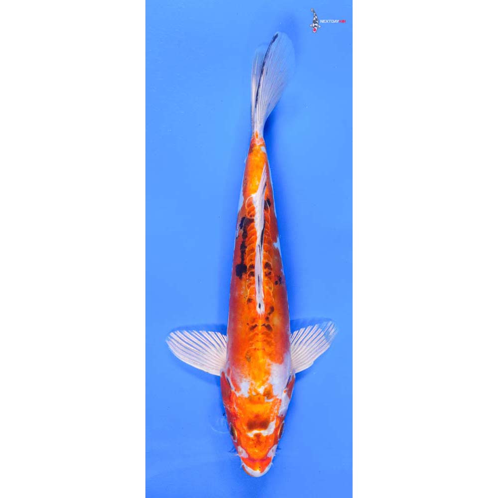 9” Imported Heisei Nishiki