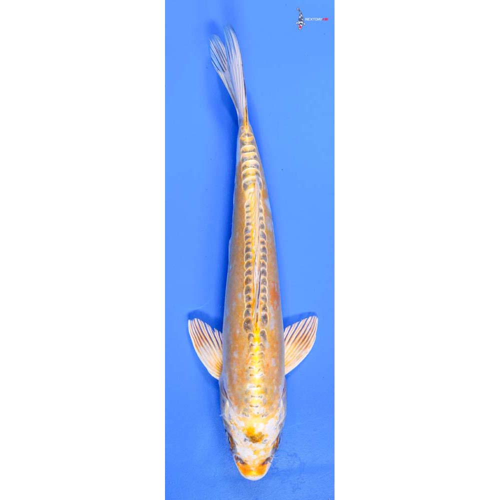 9” Imported Doitsu Kujaku