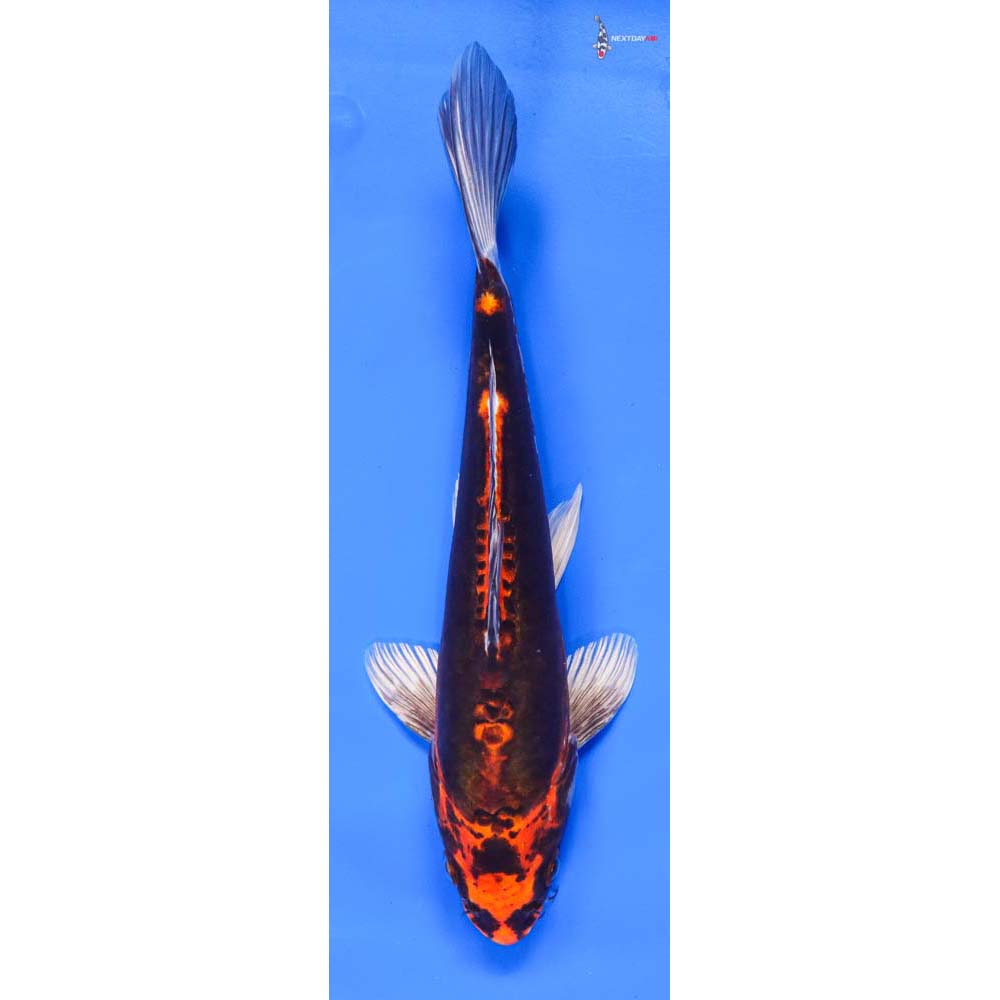 9.5” Imported Kin Kikokuryu