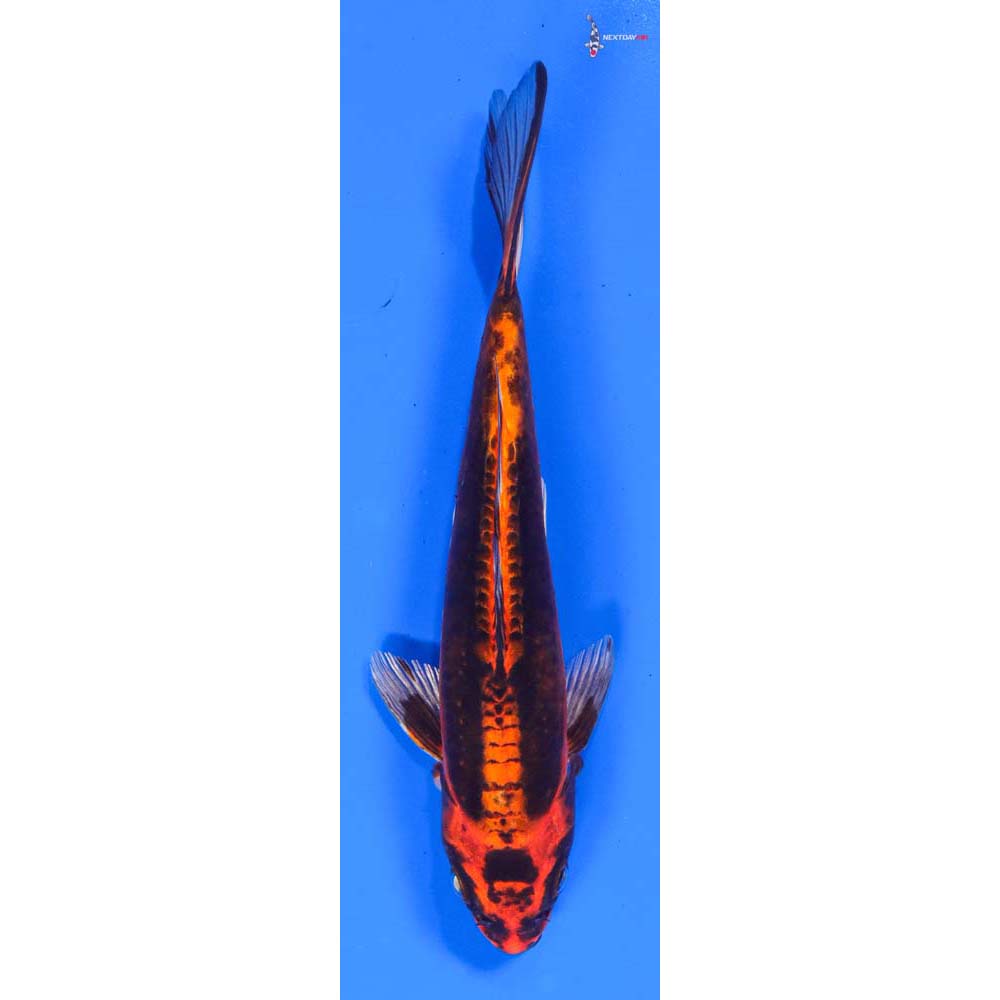 7.5” Imported Kin Kikokuryu