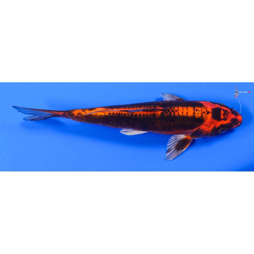 7.5” Imported Kin Kikokuryu