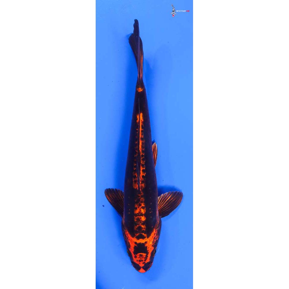 8.5” Imported Kin Kikokuryu
