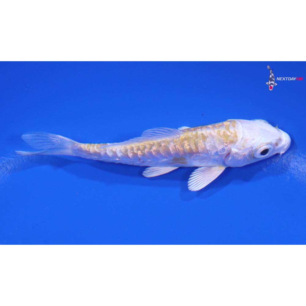 3” Imported Doitsu Gin Rin Lemon Hariwake