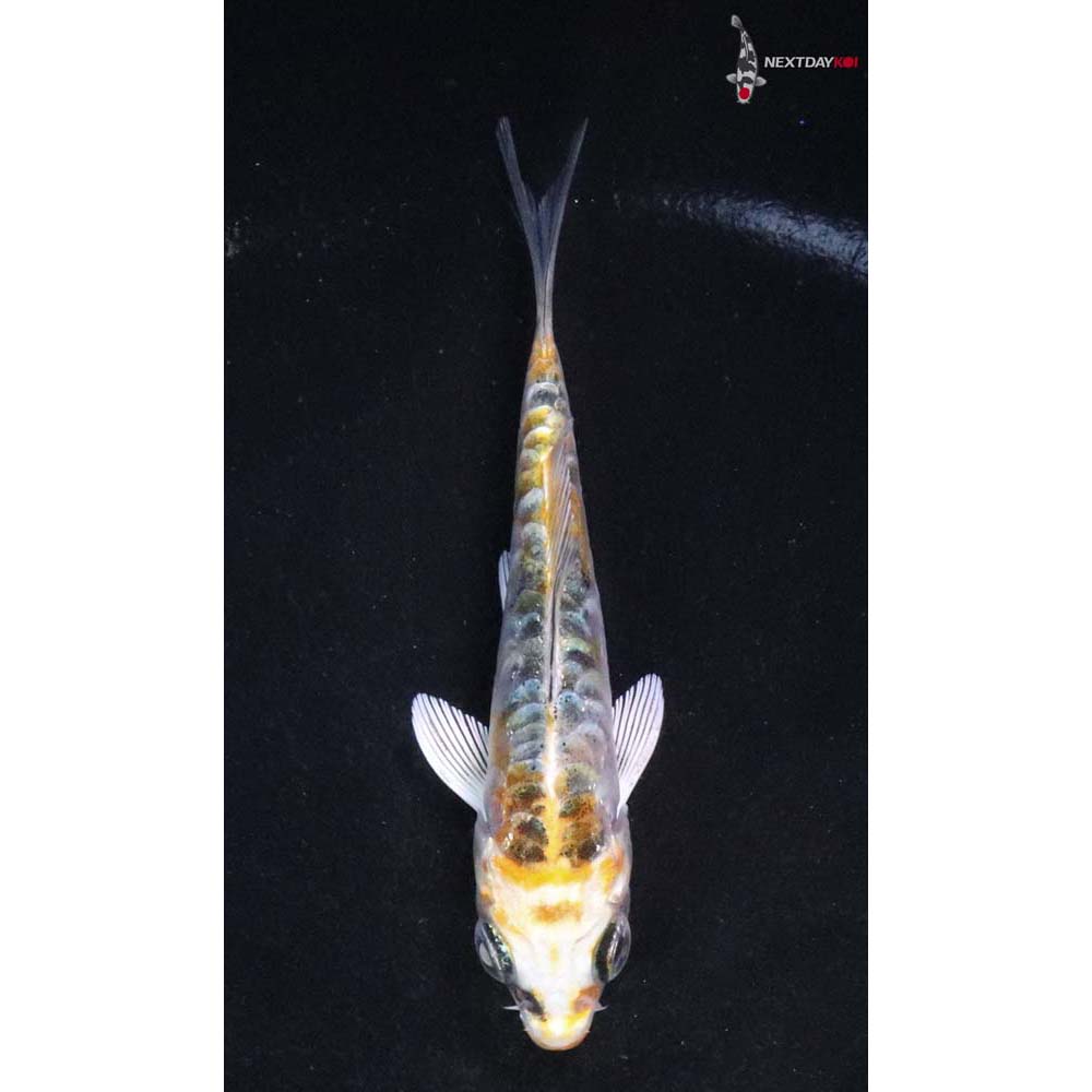 3” Imported Doitsu Kujaku
