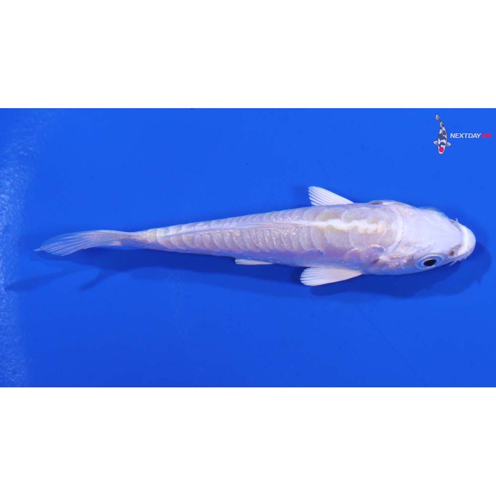 3” Imported Doitsu Platinum Ogon