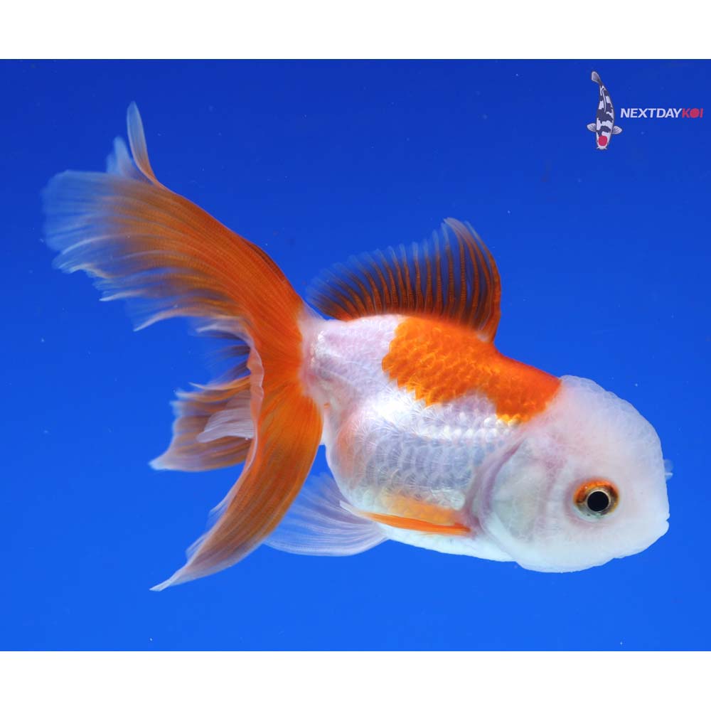 3.5” Imported Red and White Oranda