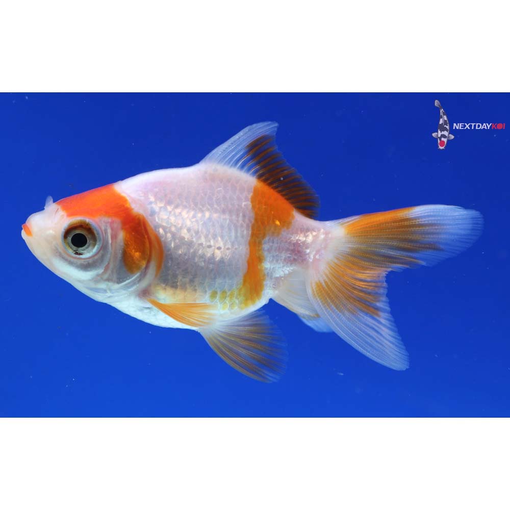 3” Imported Red and White Ryukin