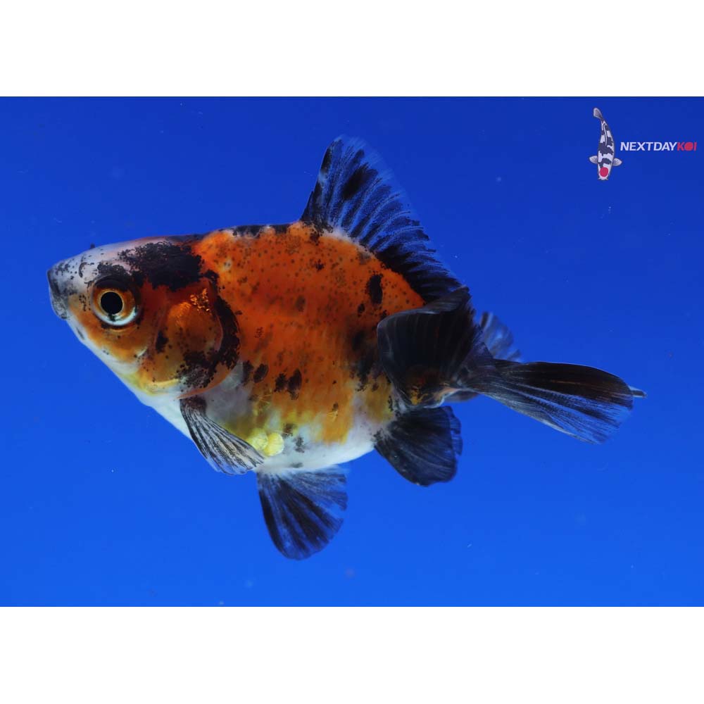 2.5” Imported Calico Ryukin