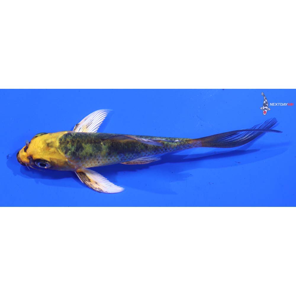 3.5” Imported Kin Ki Bekko Butterfly Koi