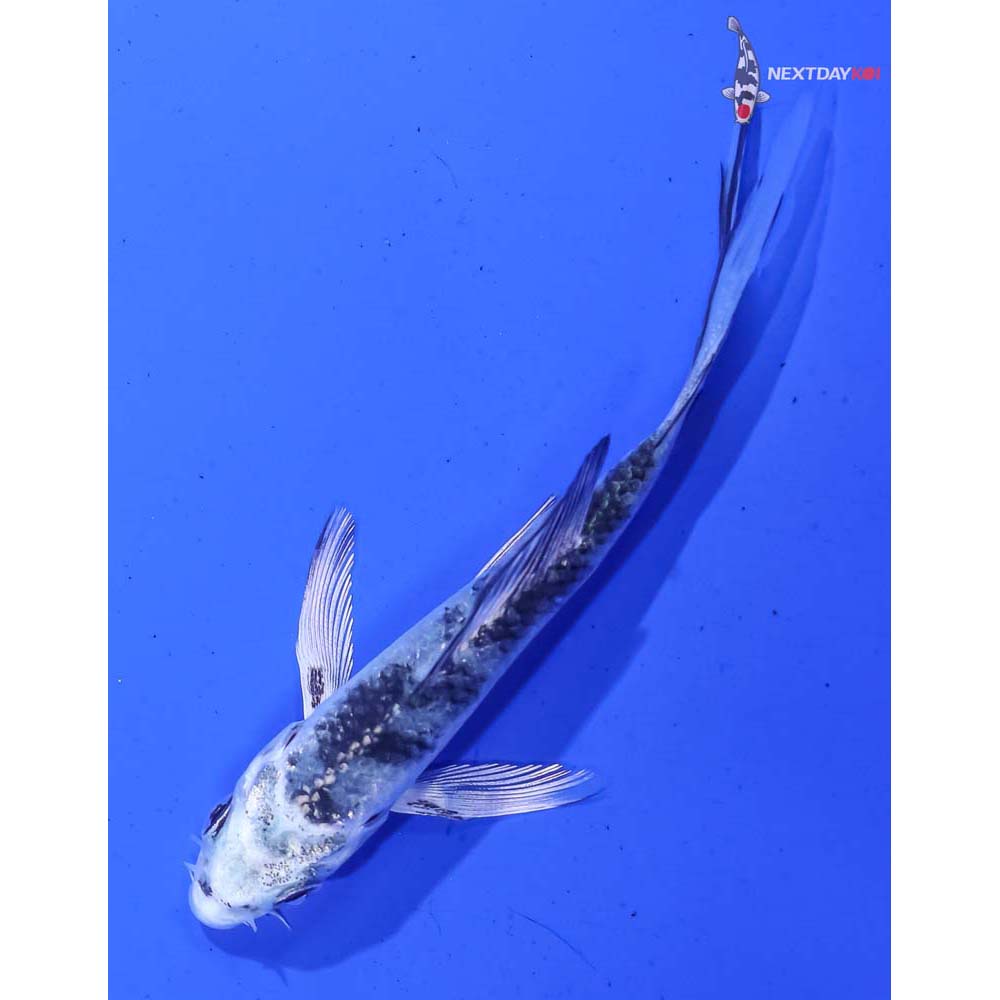 3.5” Imported Gin Shiro Bekko Butterfly Koi