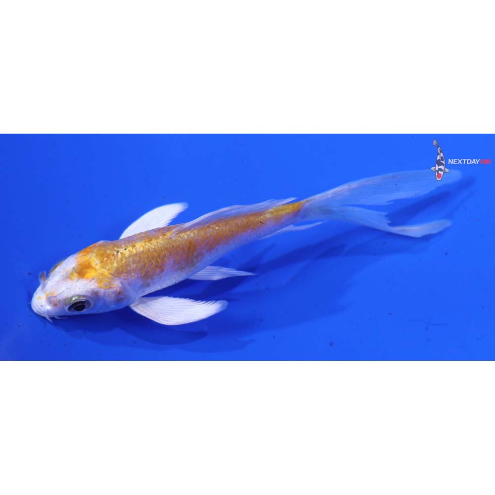 3.5” Imported Hariwake Butterfly Koi