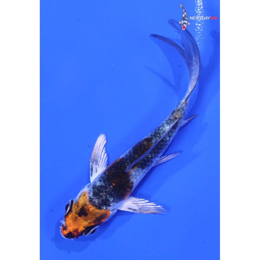 3.5” Imported Yamato Nishiki Butterfly Koi