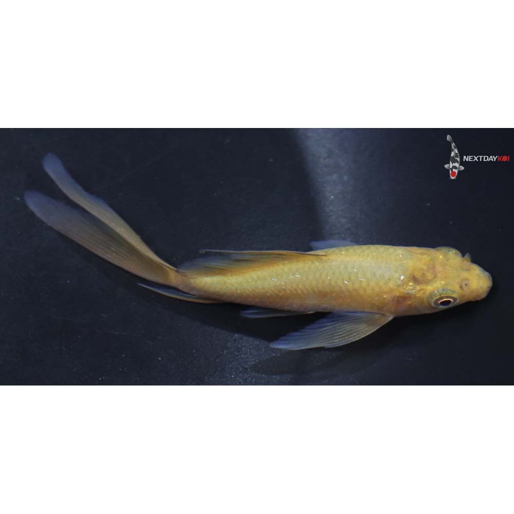 3.5” Imported Chagoi Butterfly Koi