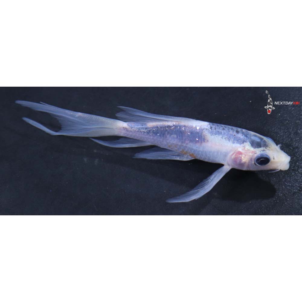 4” Imported Shusui Butterfly Koi