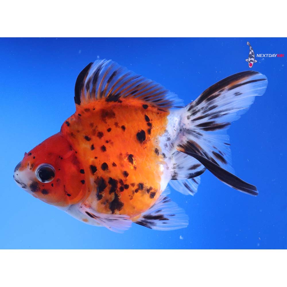 4.5” Imported Calico Ryukin