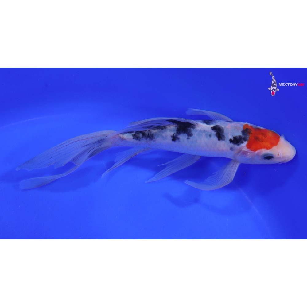7.5” Imported Sanke Butterfly Koi