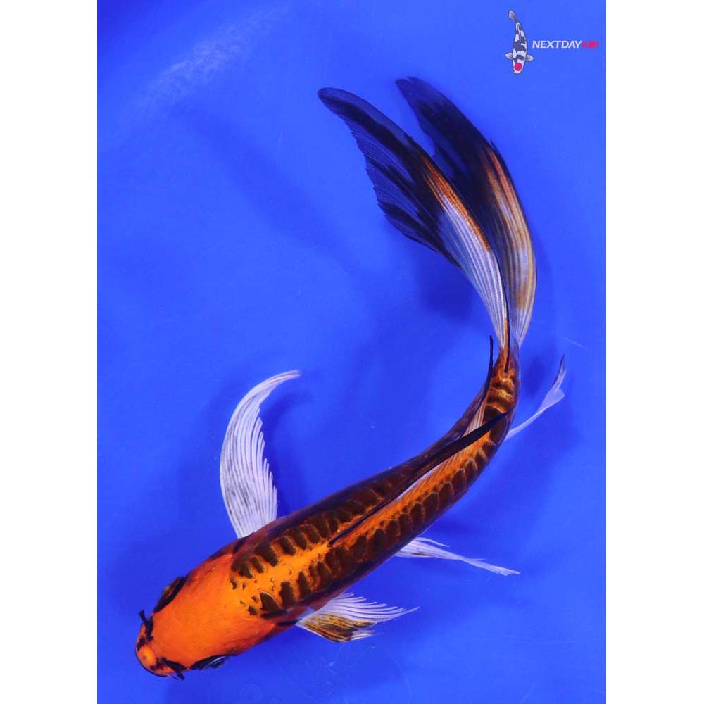 7.5” Imported Kin Kikokuryu Butterfly Koi