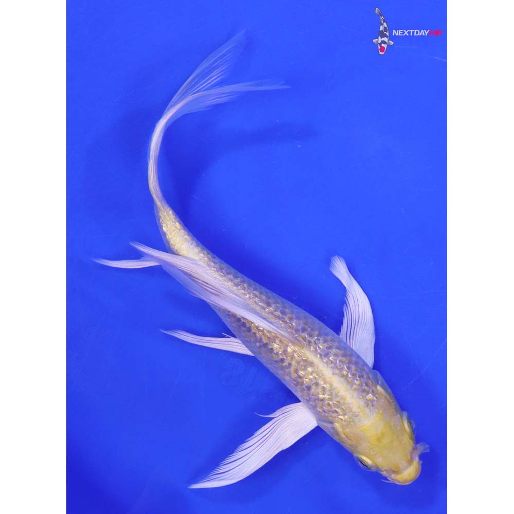 7” Imported Gin Rin Yamabuki Ogon Butterfly Koi