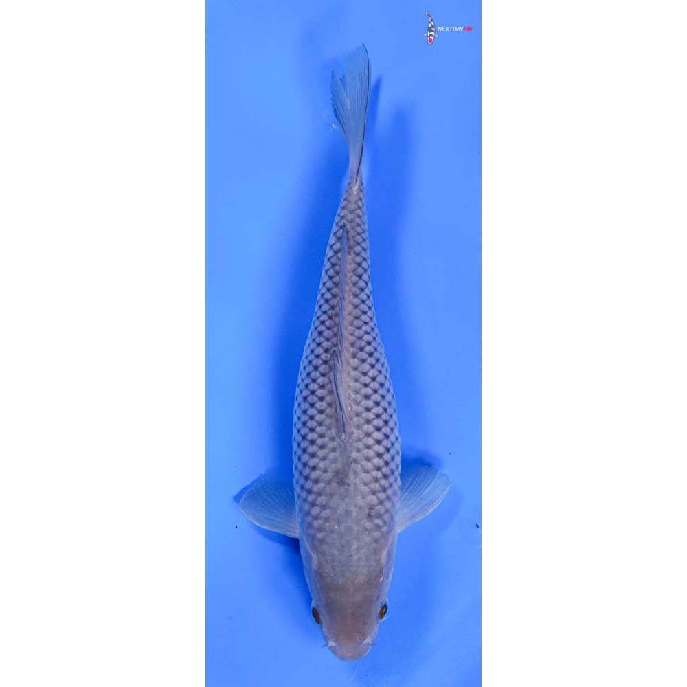 10” Imported Soragoi