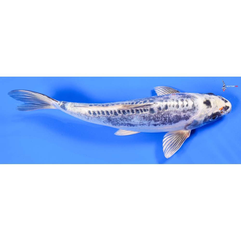 10” Imported Kin Kikokuryu