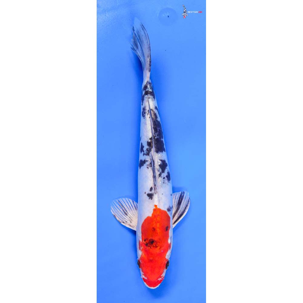 9” Imported Heisei Nishiki