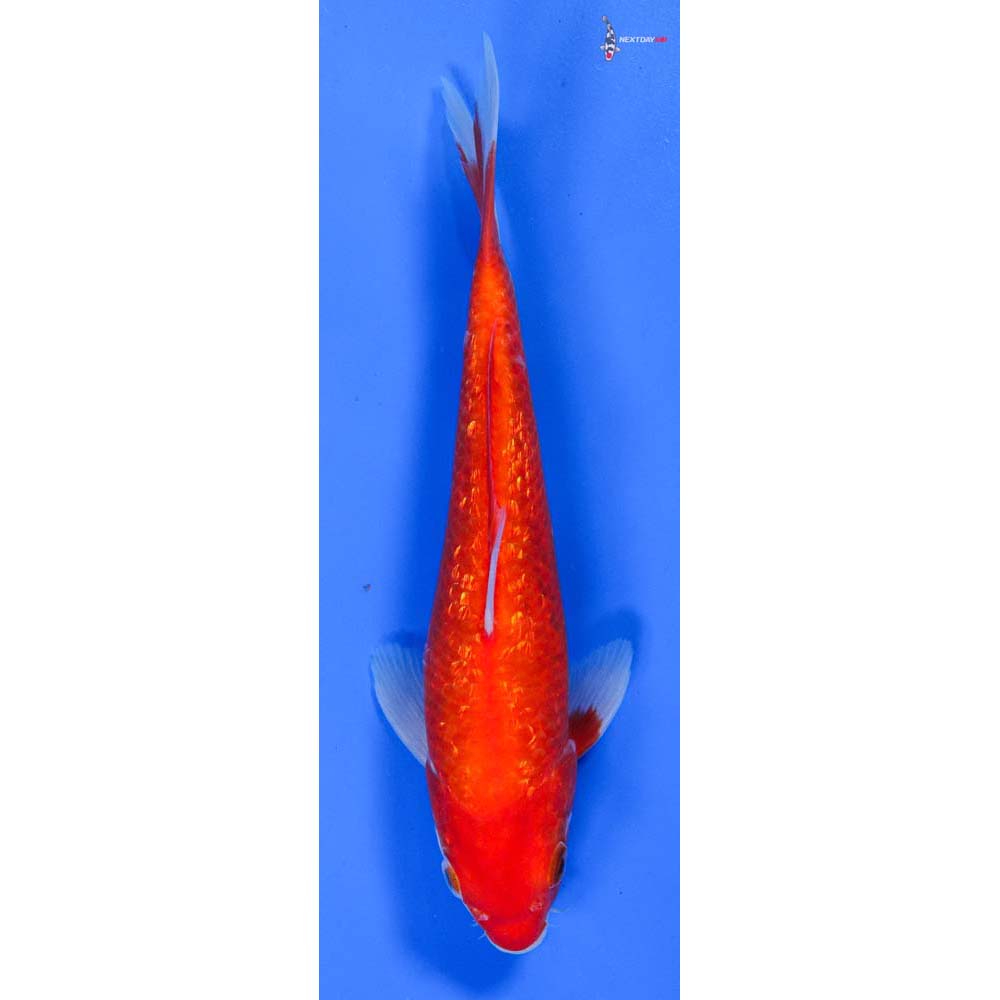 8” Imported Gin Rin Kohaku