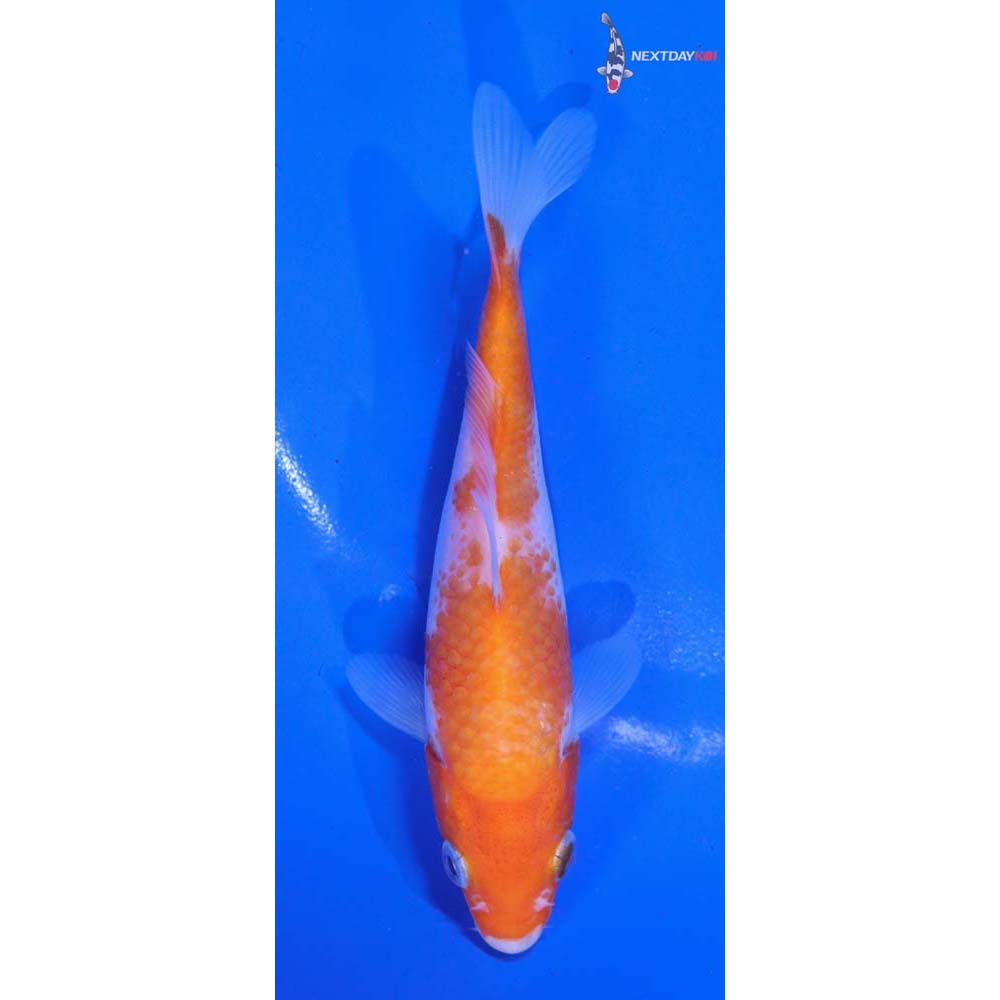 5” Imported Kohaku