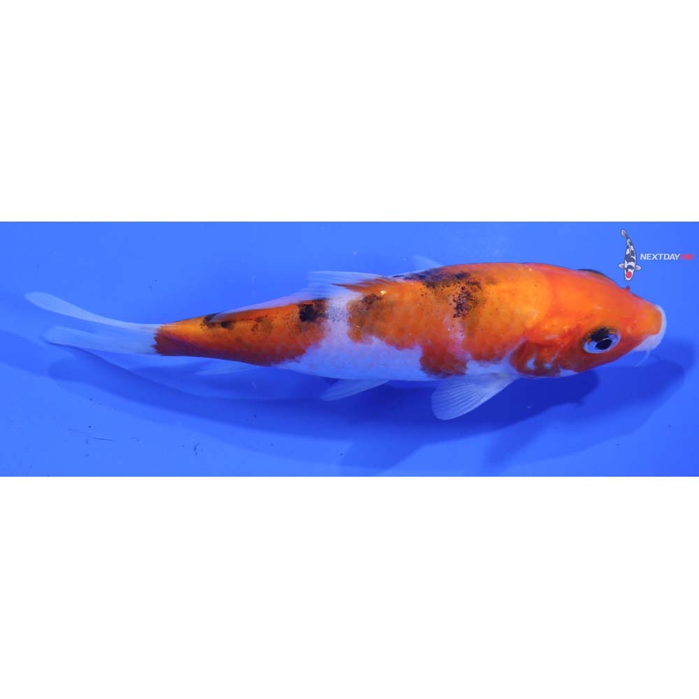 4.5” Imported Sanke
