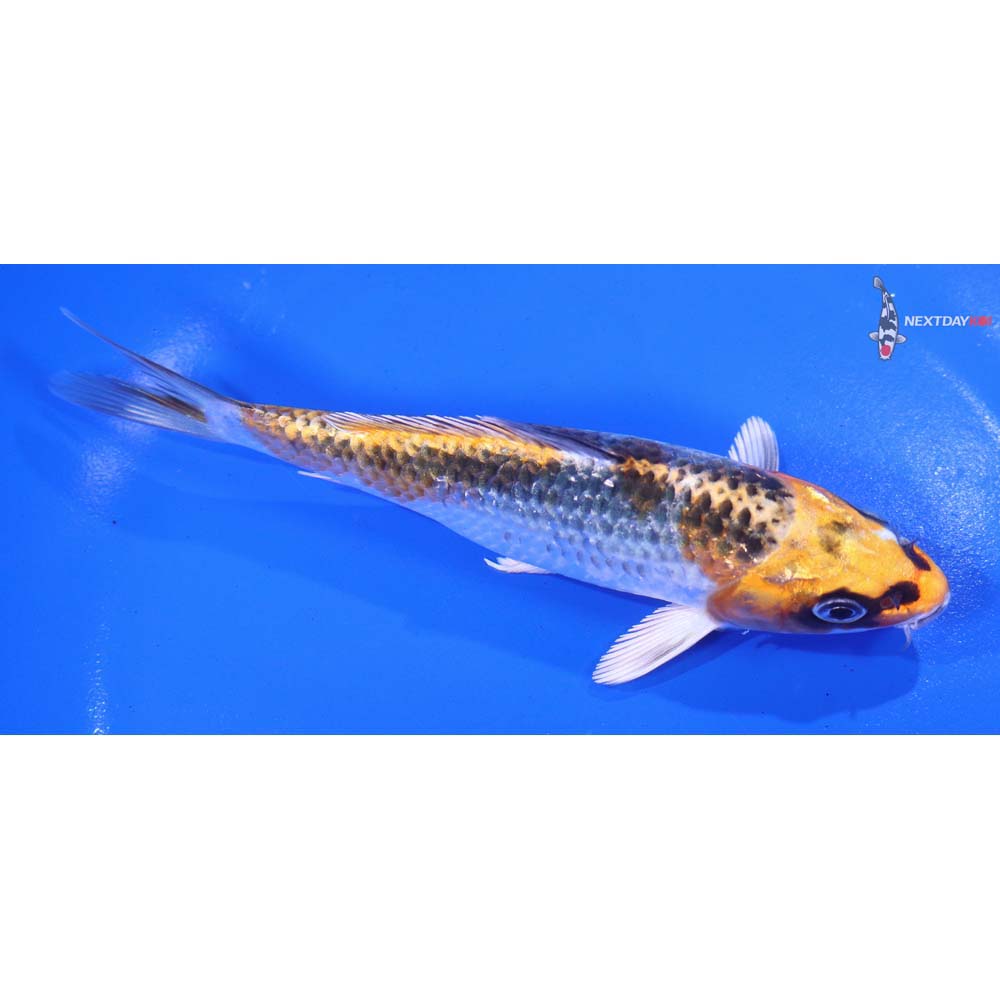 5.5” Imported Kujaku