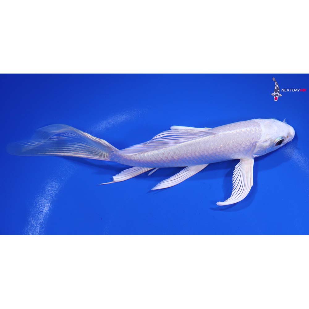 6” Imported Platinum Ogon Butterfly Koi
