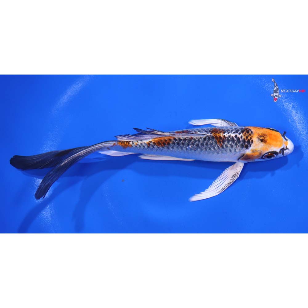 6” Imported Kujaku Butterfly Koi