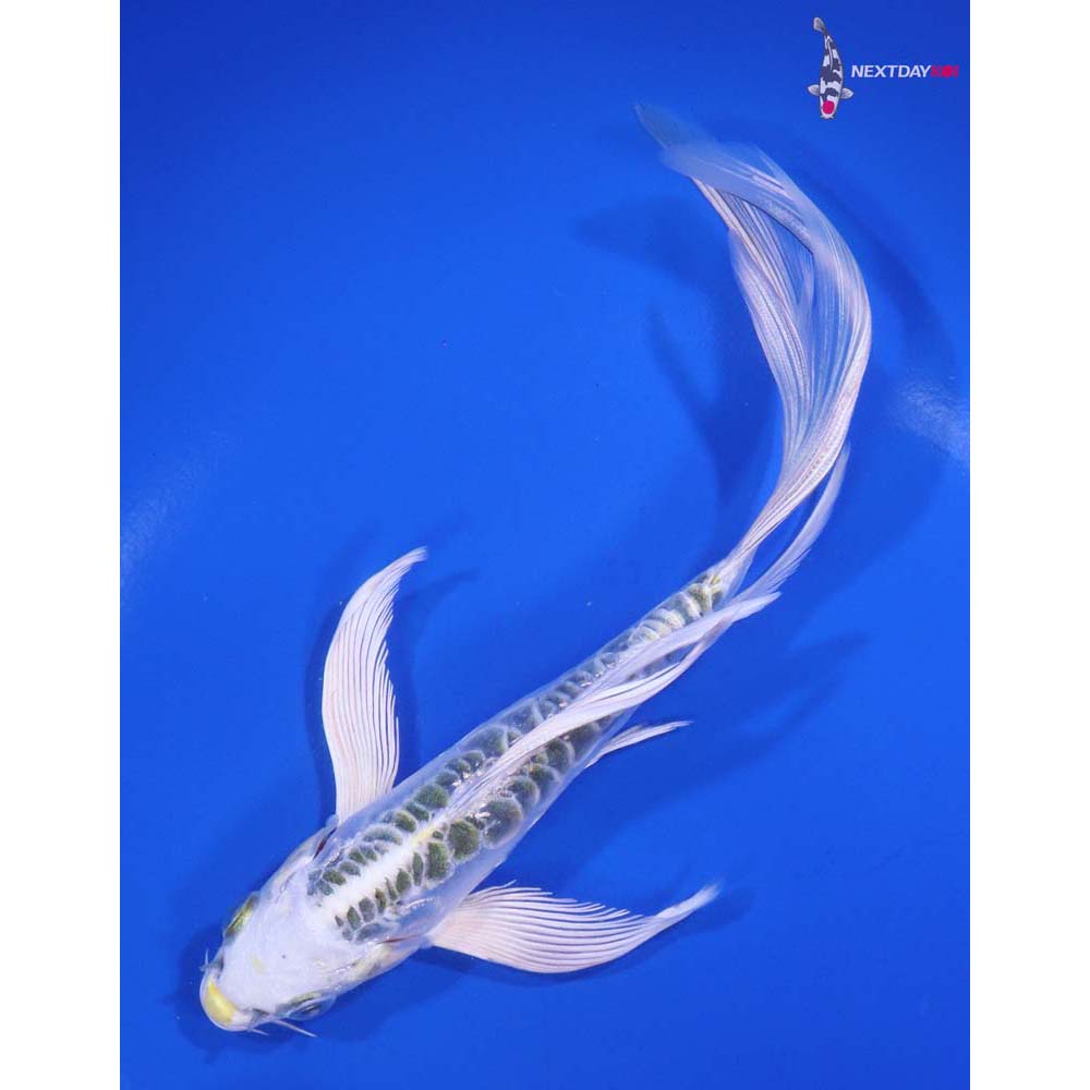 6.5” Imported Doitsu Kujaku Butterfly Koi