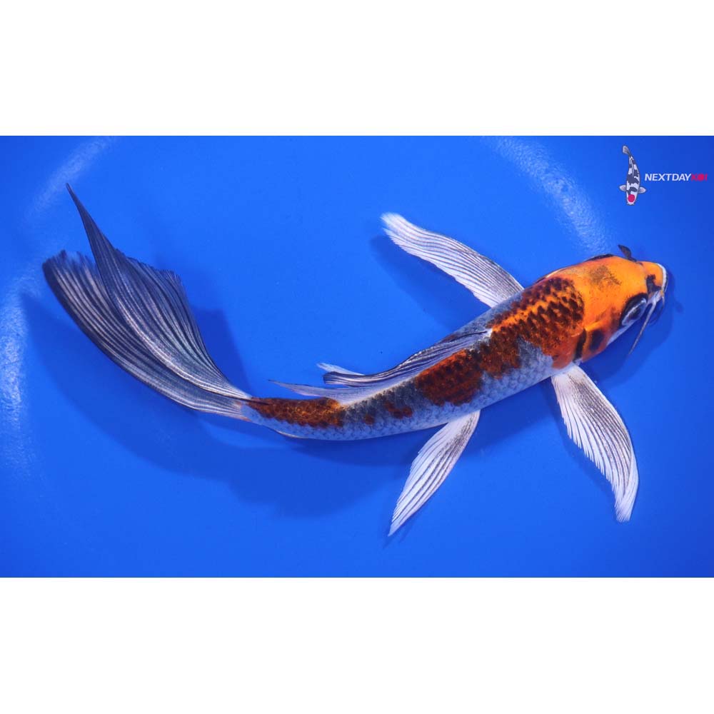 7” Imported Kujaku Butterfly Koi