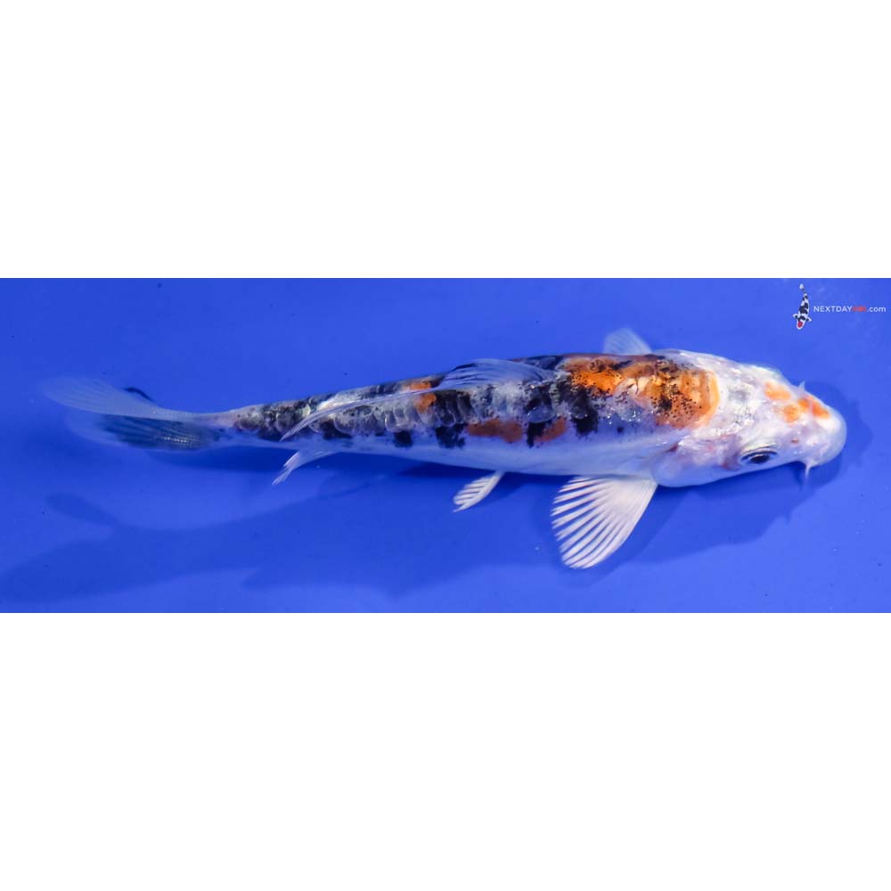 4.5” Imported Heisei Nishiki