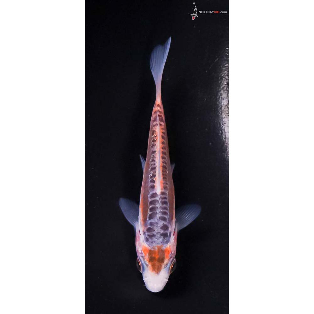 3.5” Imported Shusui