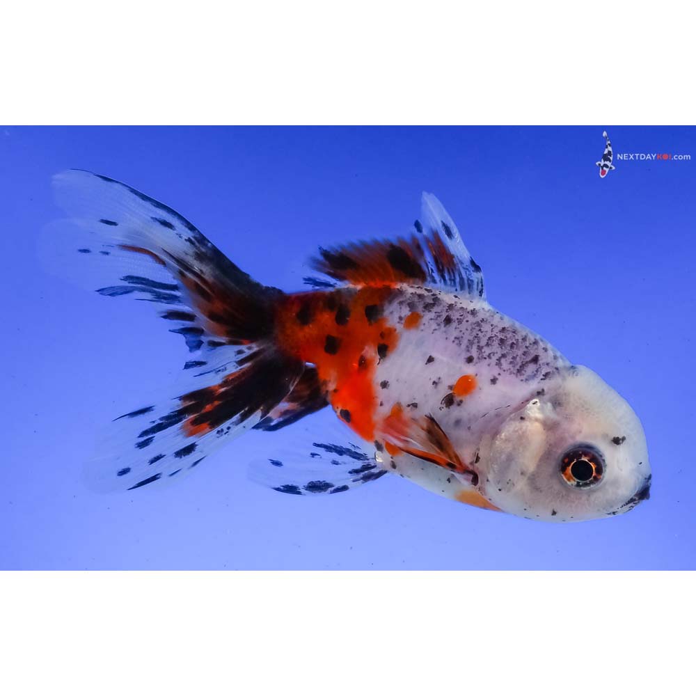 4” Imported Calico Oranda