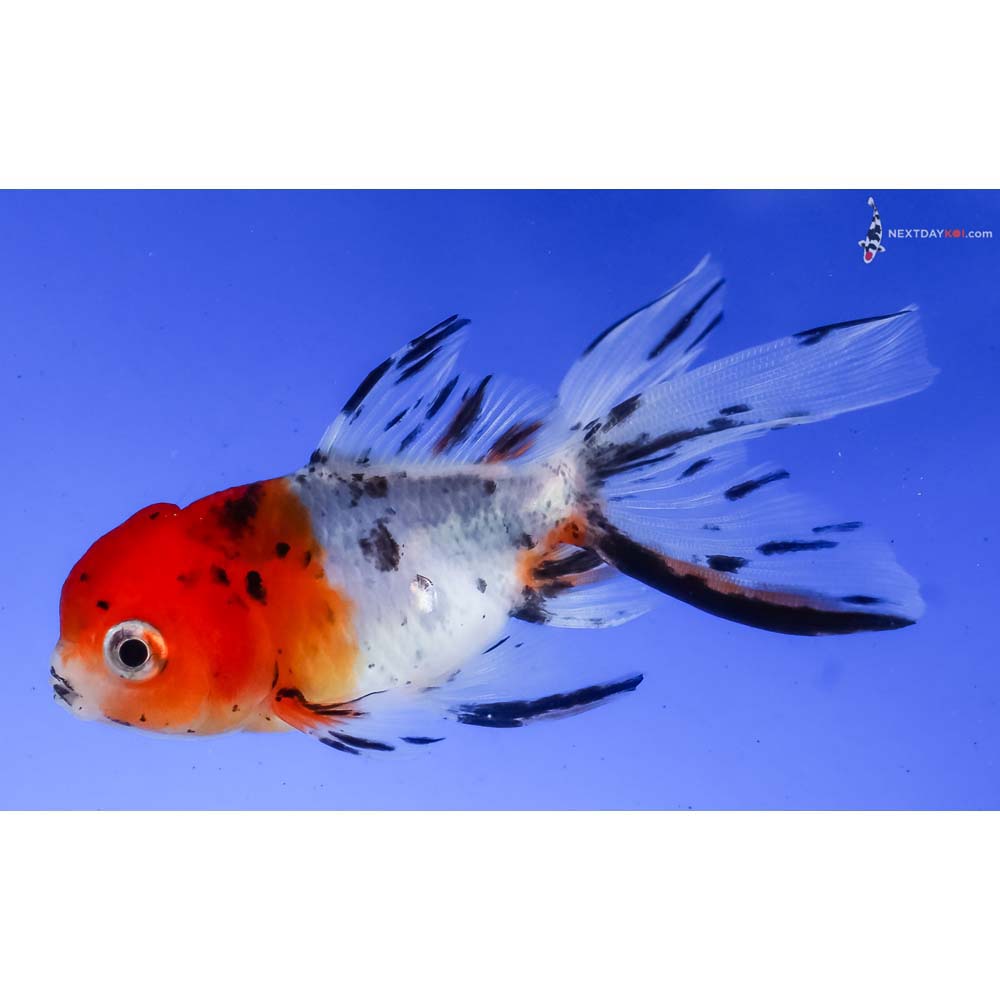 3.5” Imported Calico Oranda
