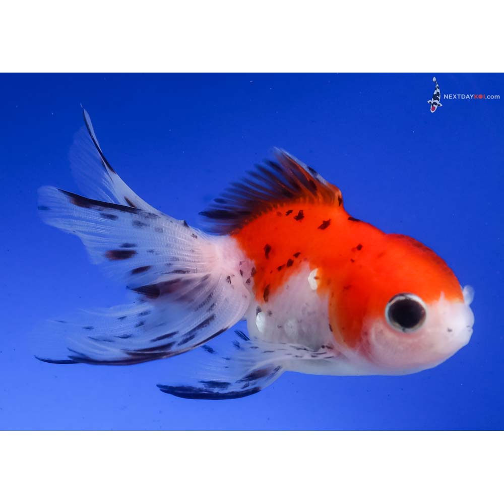 3.5” Imported Calico Oranda