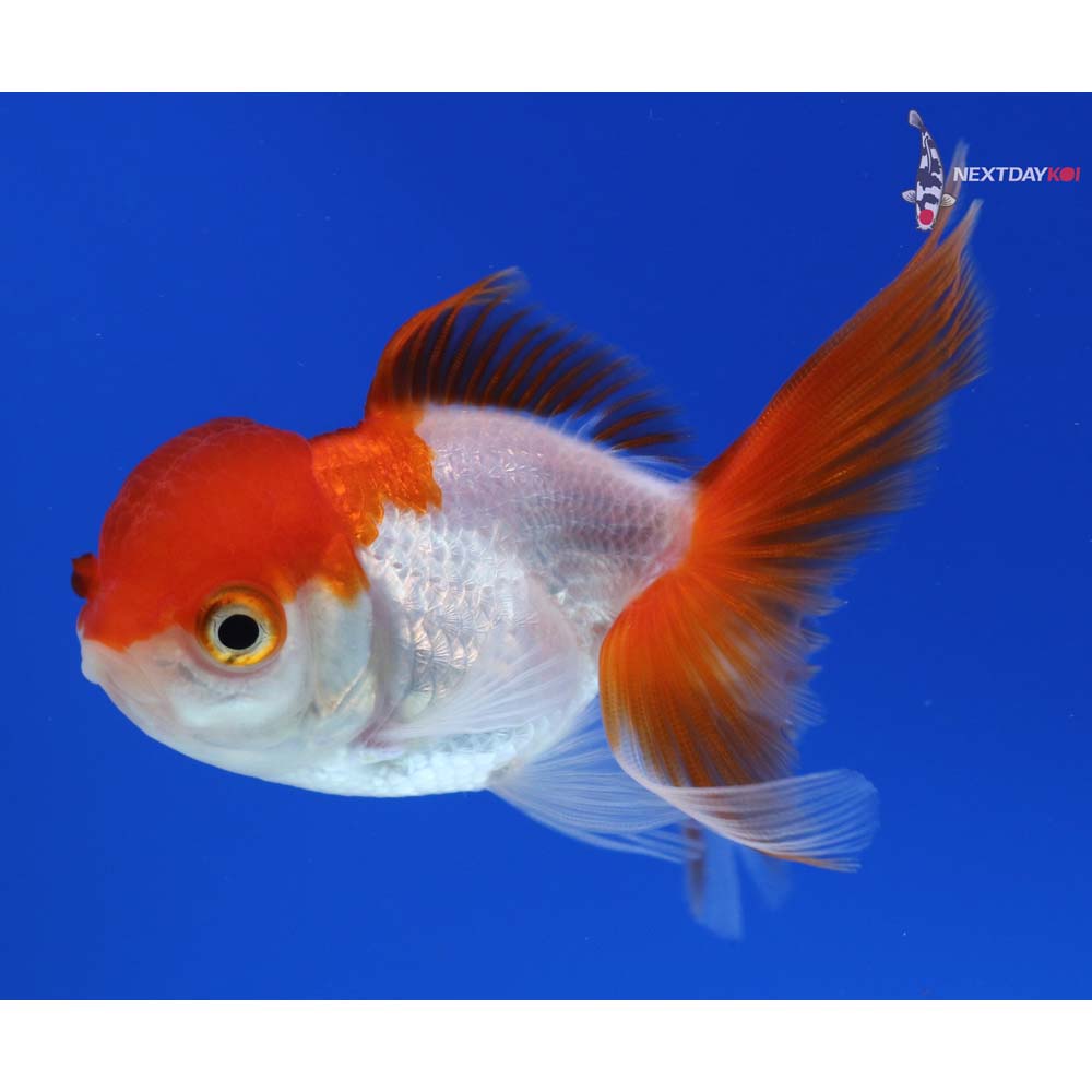 3.5” Imported Red and White Oranda