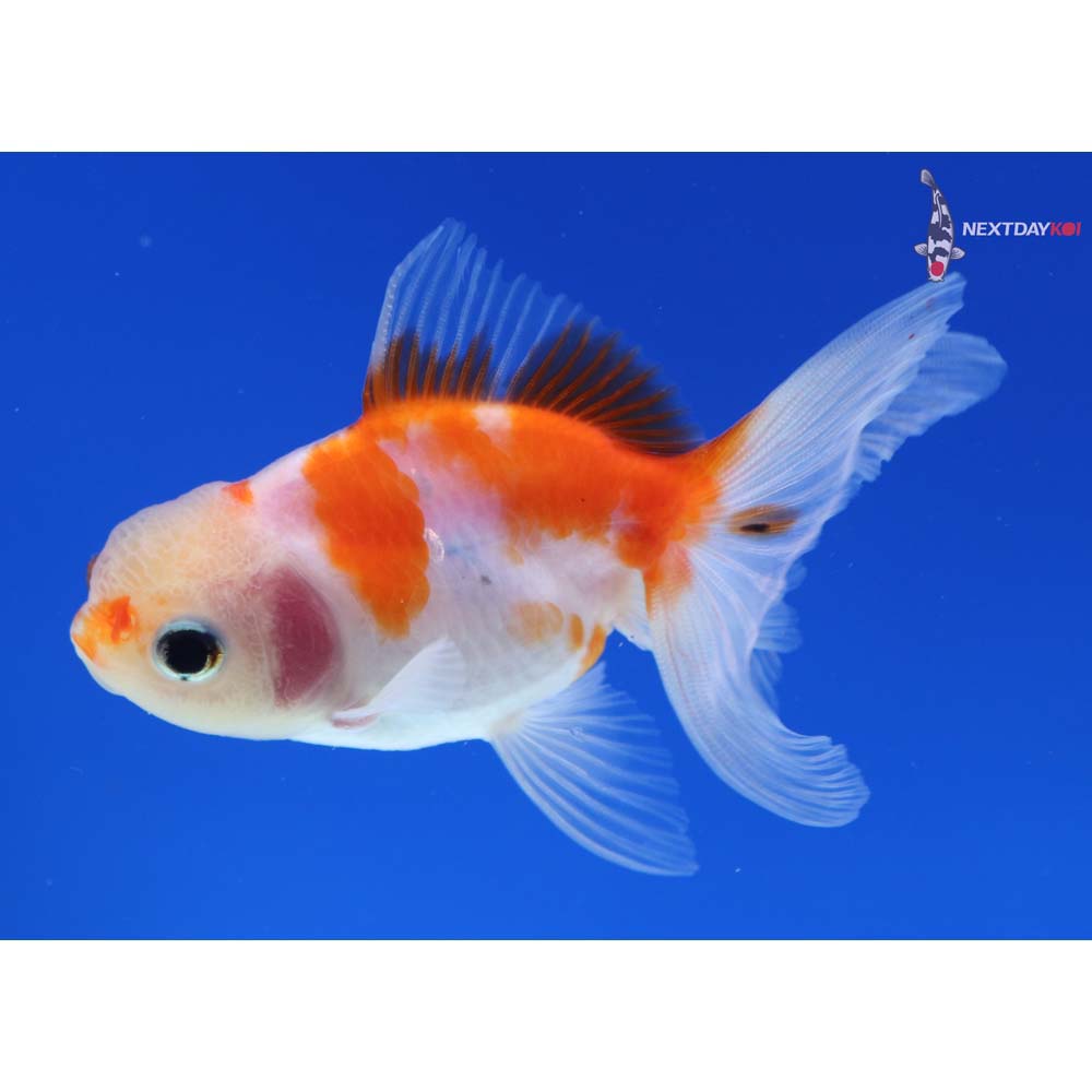 3.5” Imported Calico Oranda
