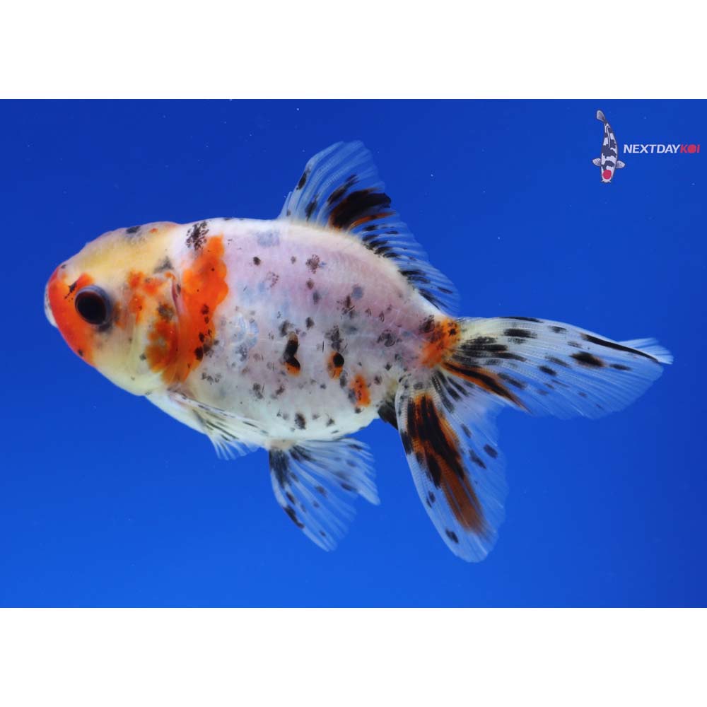 3.5” Imported Calico Oranda