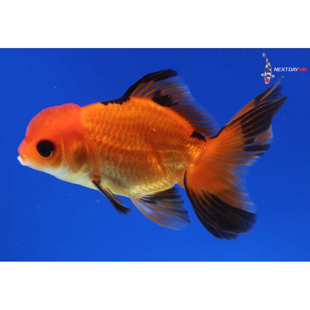 3.5” Imported Red and Black Oranda