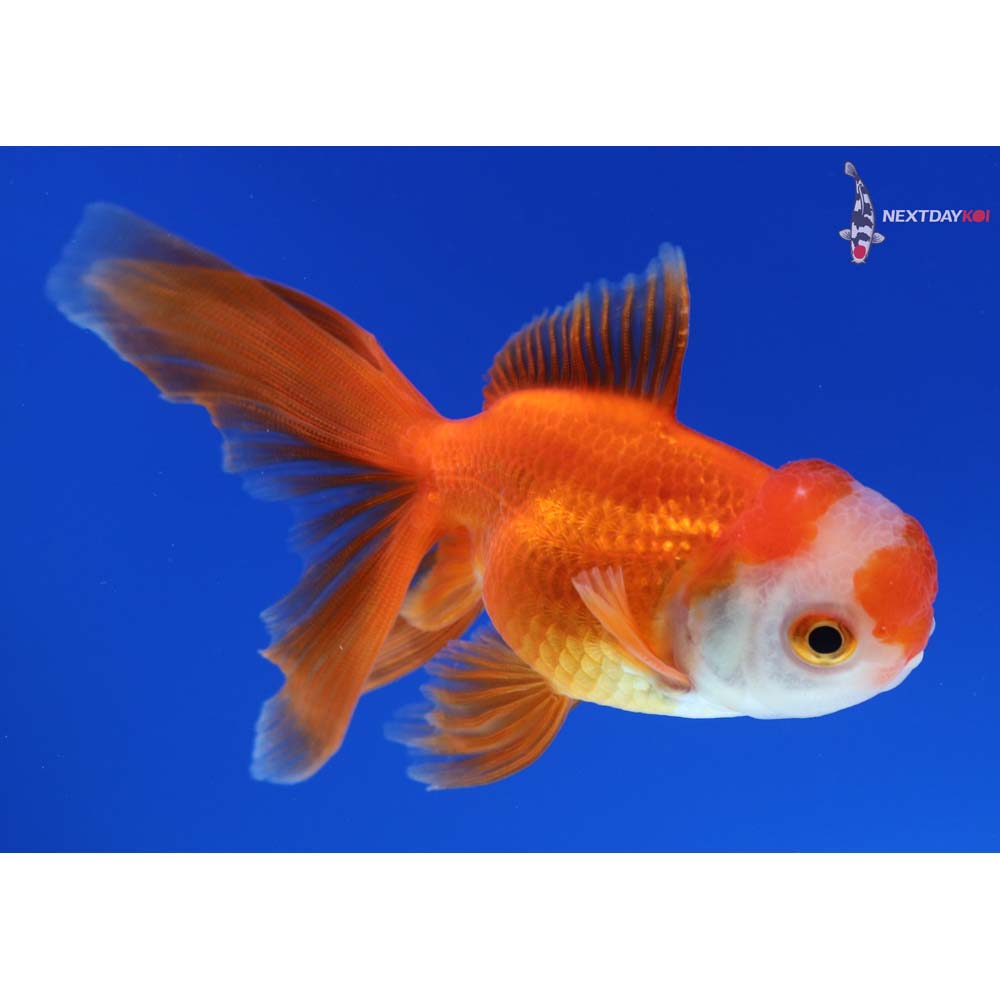 3.5” Imported Red and White Oranda