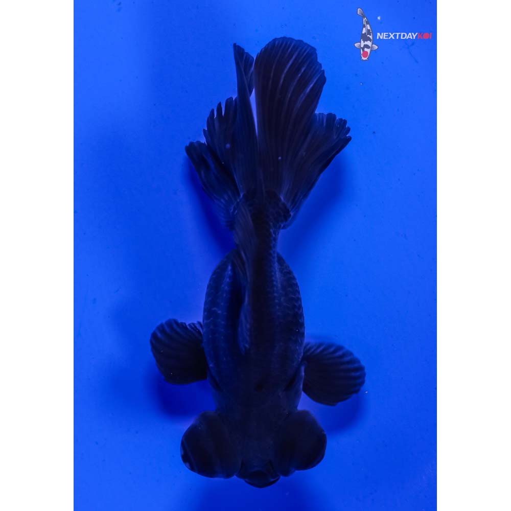3.5” Imported Black Telescope Fantail