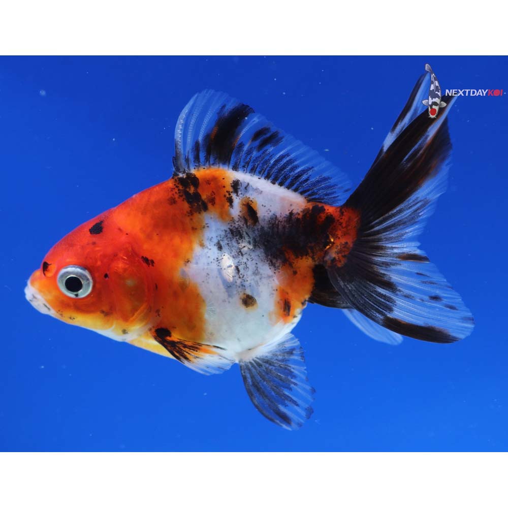 3.5” Imported Calico Ryukin
