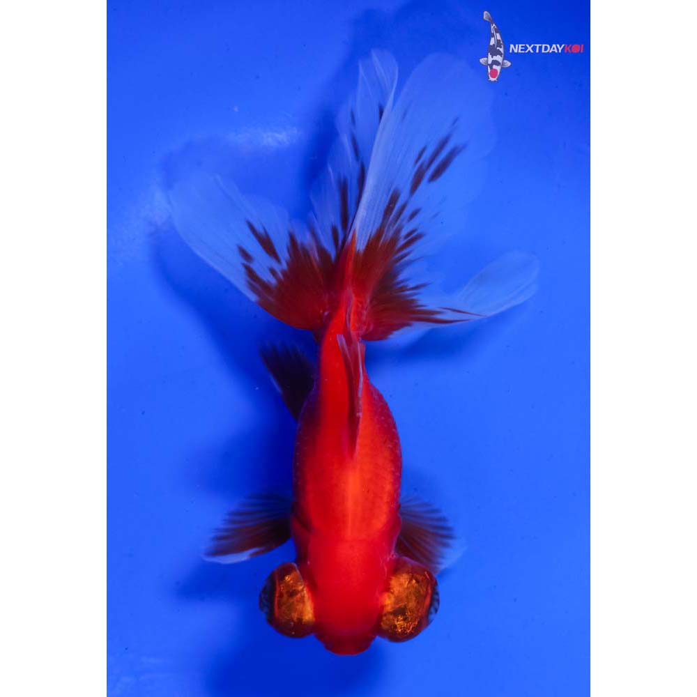 4” Imported Red Telescope Fantail