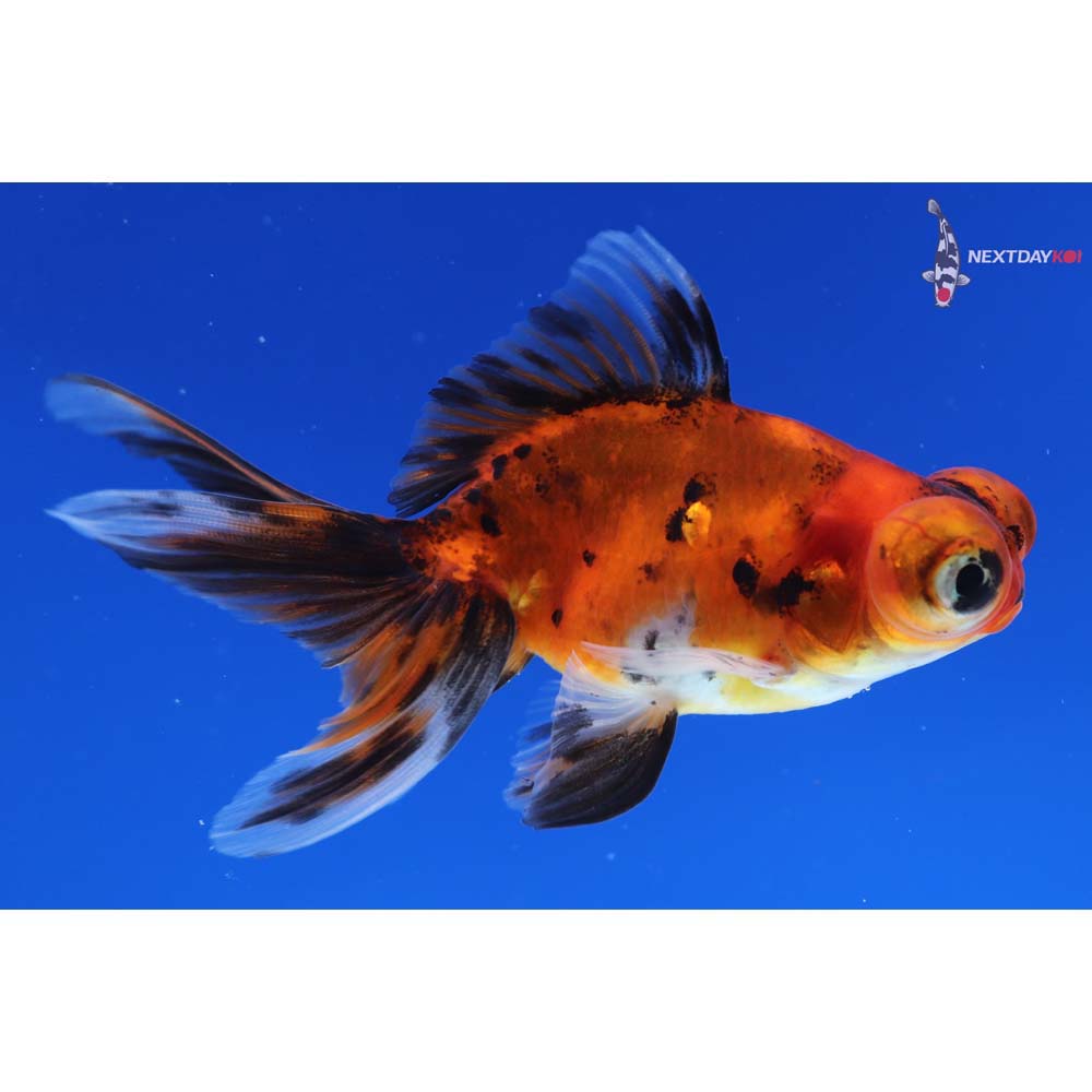 3.5” Imported Calico Telescope Fantail